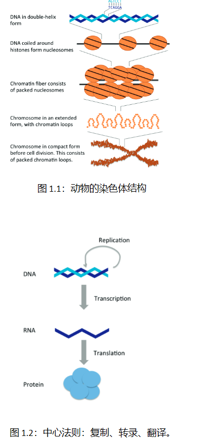 【<span style='color:red;'>生</span><span style='color:red;'>信</span><span style='color:red;'>分析</span>】基因组学导论