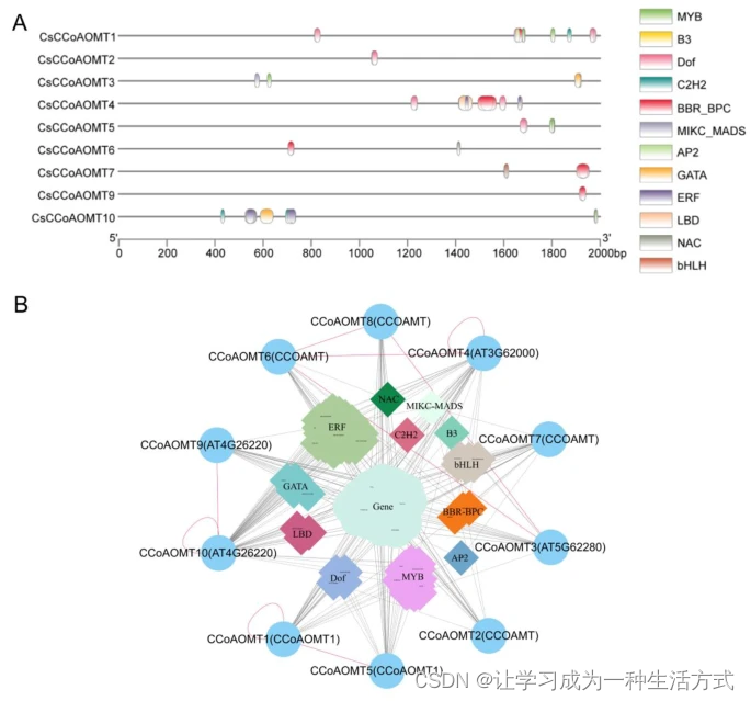 茶树（山茶属）CCoAOMT基因家族的全基因组鉴定、表达分析和蛋白质相互作用分析-全基因组家族分析-文献精读13