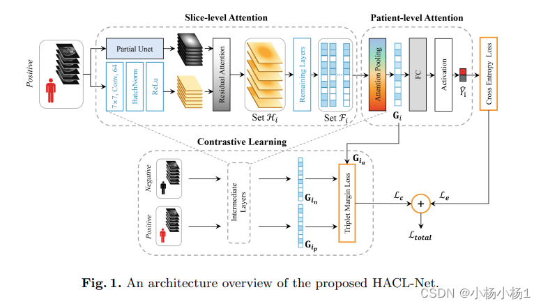 HACL-Net：基于MRI的胎盘植入谱诊断的分层注意力和对比学习网络