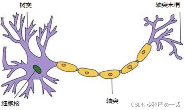 神经元