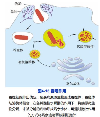 物质进出细胞的方式_光驱动泵-csdn博客
