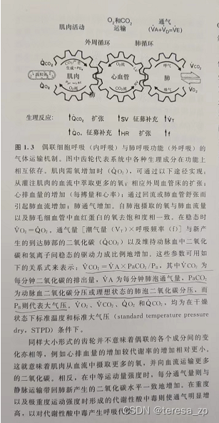 心肺运动试验----各类参数分析笔记