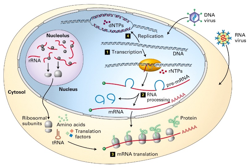 1,mrna, trna和rrna2,长非编码rna (lncrna)3,microrna (mirna)4,小
