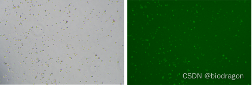 BioShuttle PEI-293细胞转染试剂-大批量转染293细胞