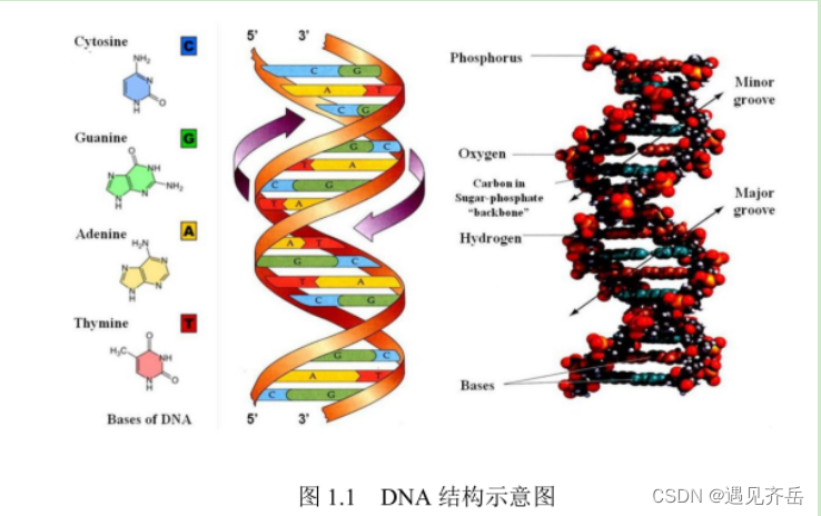 DNA修饰碱基5-甲基胞嘧啶和8-羟基鸟嘌呤|DNA修饰量子点|规格信息_特殊碱基修饰-CSDN博客