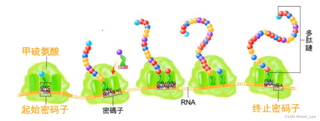 [外链图片转存失败,源站可能有防盗链机制,建议将图片保存下来直接上传(img-aYvd8TQ5-1660908818315)(G:\学业\计算生物研究所\自主学习\生物化学\image-20220813175135975.png)]