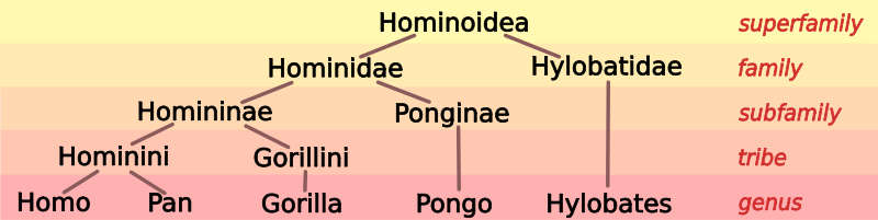 https://upload.wikimedia.org/wikipedia/commons/thumb/a/a6/Hominoid_taxonomy_6.svg/800px-Hominoid_taxonomy_6.svg.png