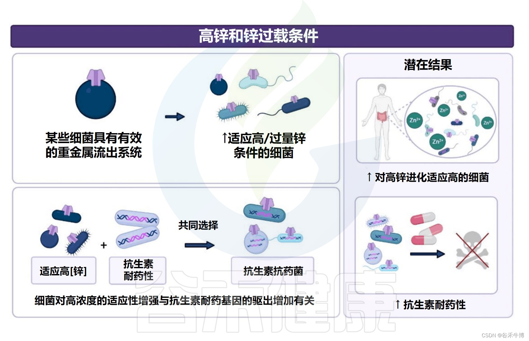 膳食锌缺乏或过量对人体肠道菌群及健康的影响