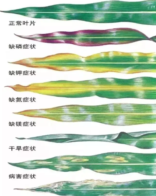 AI：10-基于TensorFlow的玉米病害识别