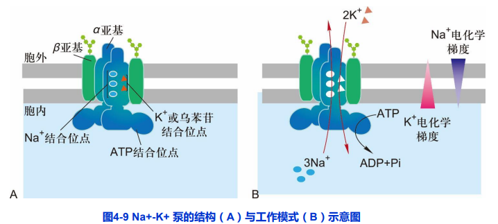 跨膜运输图解图片