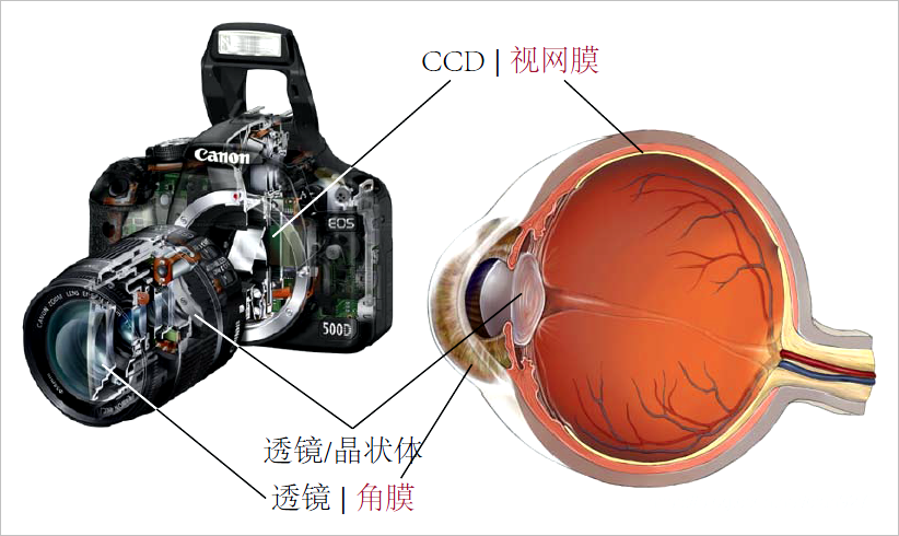 ▲ 图1.1.2 相机镜头 与人眼结构之间对应关系