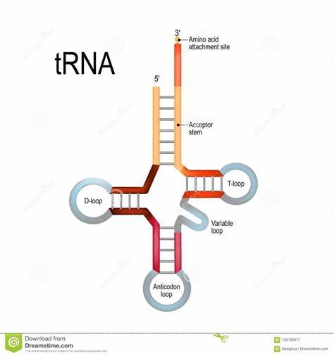 1,mrna, trna和rrna2,长非编码rna (lncrna)3,microrna (mirna)4,小
