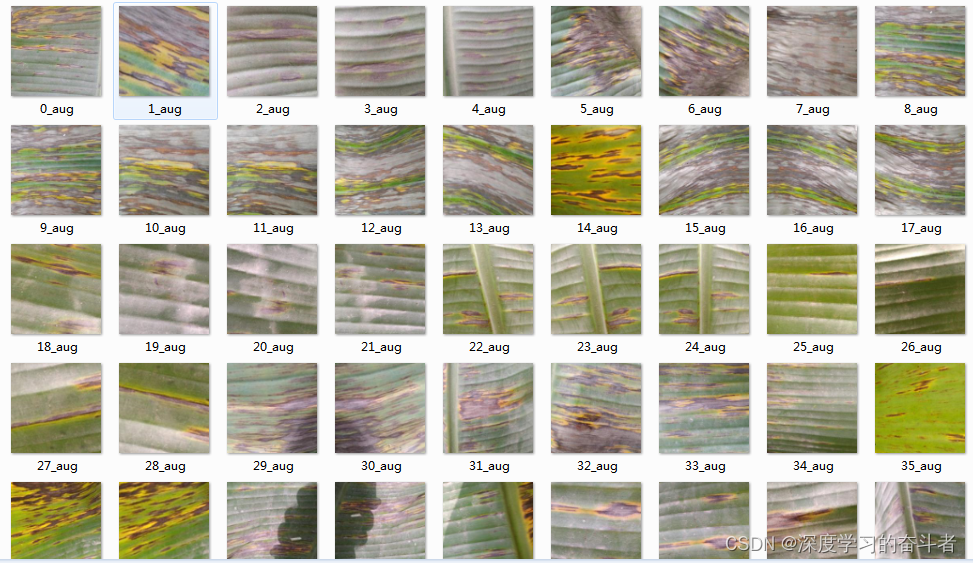 香蕉叶病害数据集