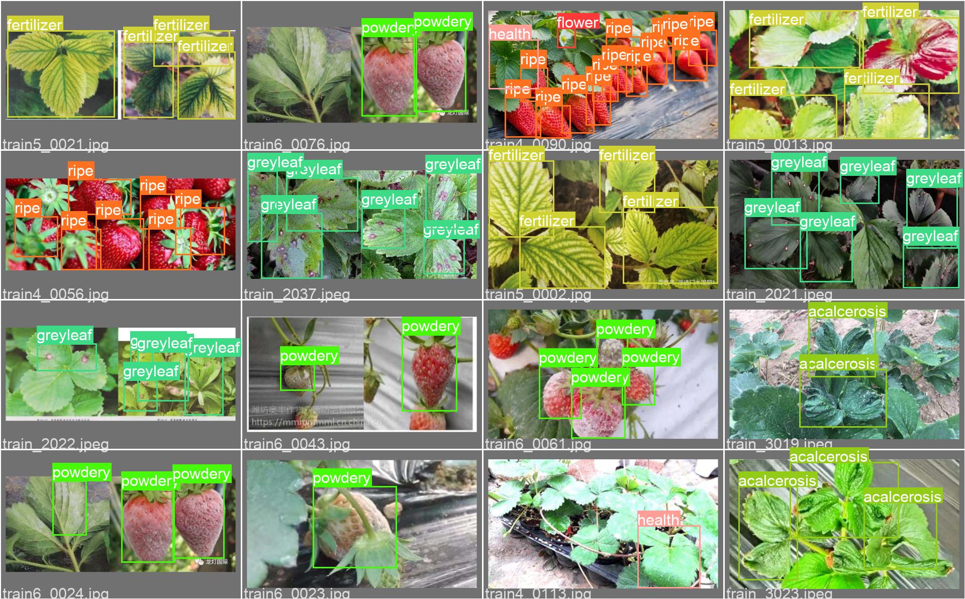 植物识别一览|摄影|静物|Approve - 原创作品 - 站酷 (ZCOOL)