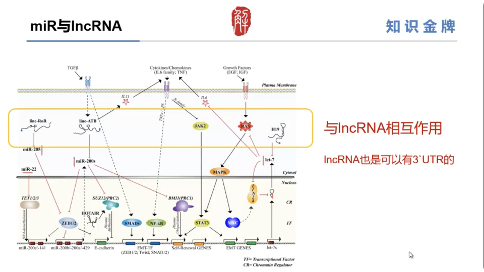 【基因组学】非编码RNA基础-microRNA_mirna序列生物素标记在3端还是5端-CSDN博客