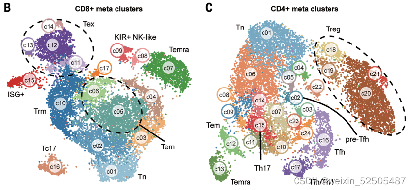 (B) UMAP visualization of CD8+ T cell metaclusters. Selective metaclusters are highlighted by using their functional annotation: Tex, exhausted T cells; ISG, interferon-stimulated genes; Temra, terminally differentiated effector memory or effector; Tem, effector memory T cells; Trm, tissue-resident memory T cells; Tn, naïve T cells; and KIR, killer cell immunoglobulin-like receptors. (C) The same plot as in (B) applied to CD4+ T cells.