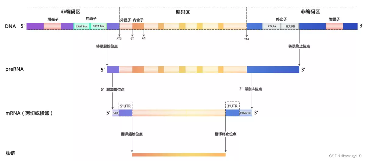 DNA结构