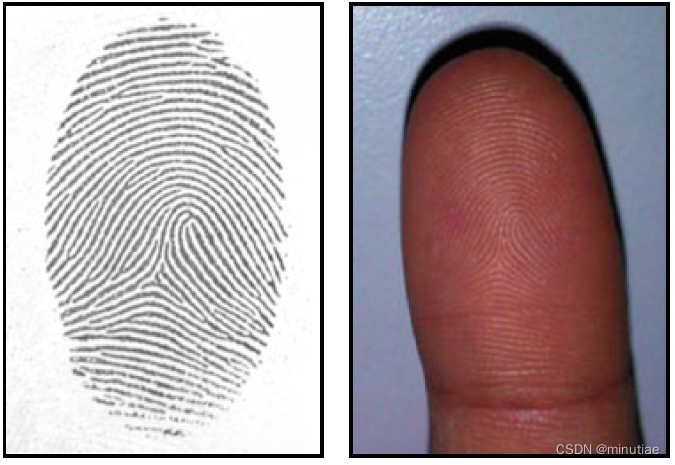 指纹图像对比手指照片