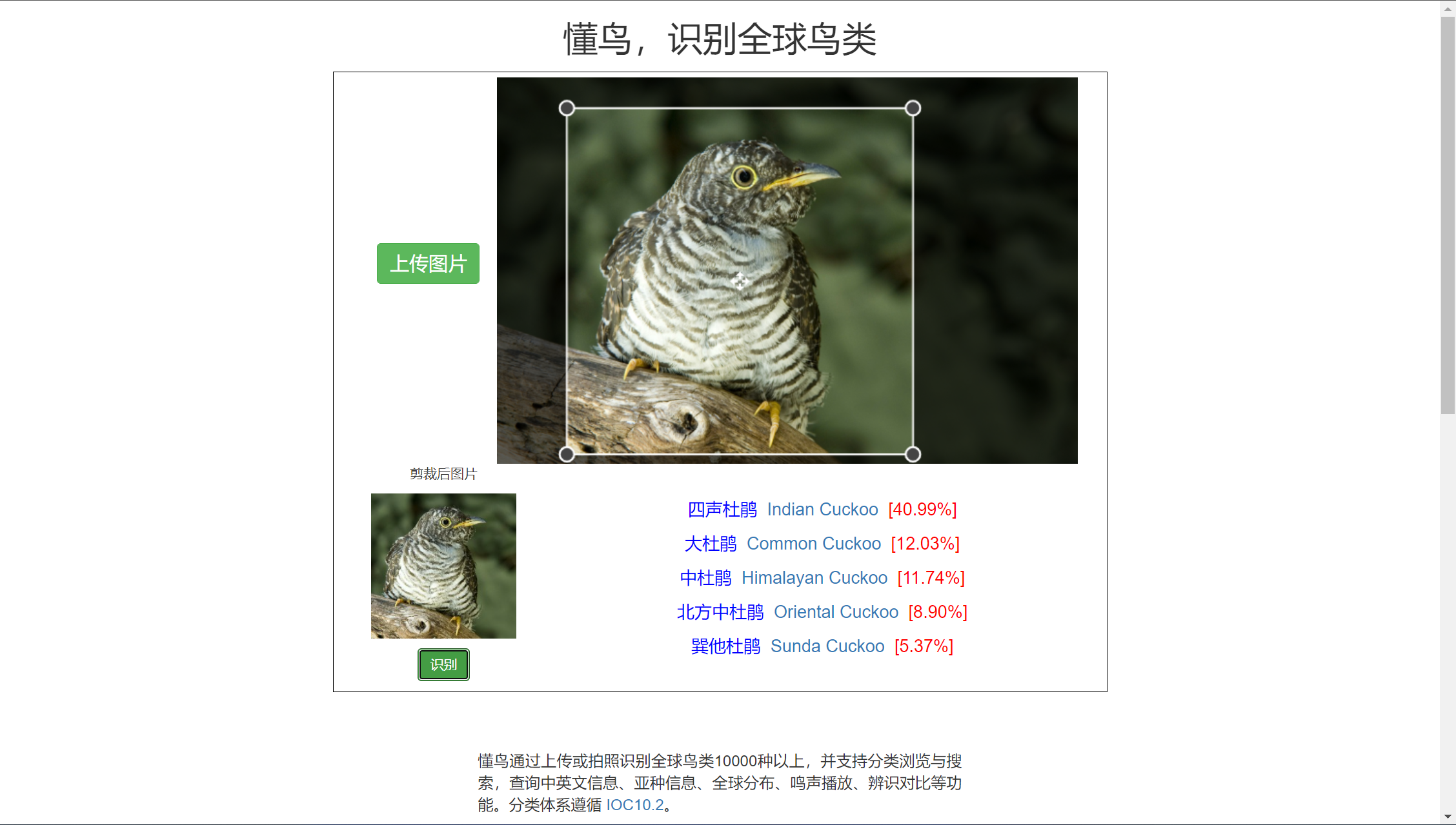 008 懂鸟 图片识别全球鸟类 并介绍鸟类信息 Onet一站的博客 Csdn博客