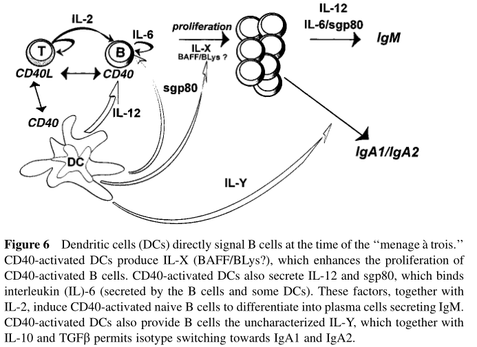 免疫是什么专业学的 watermark,type_ZHJvaWRzYW5zZmFsbGJhY2s,shadow_50,text_Q1NETiBA5a6H5qK15paH5LmmQw,size_1,color_FFFFFF,t_70,g_se,x_16