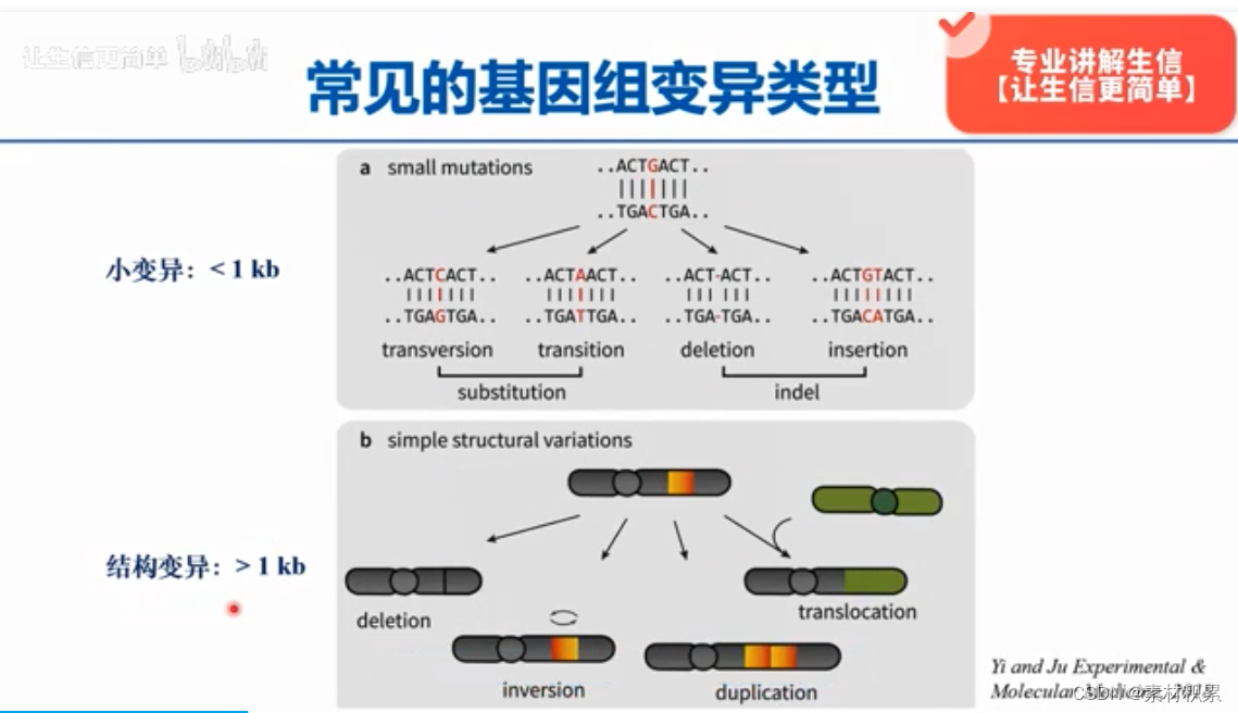 基因变异类型&基因融合