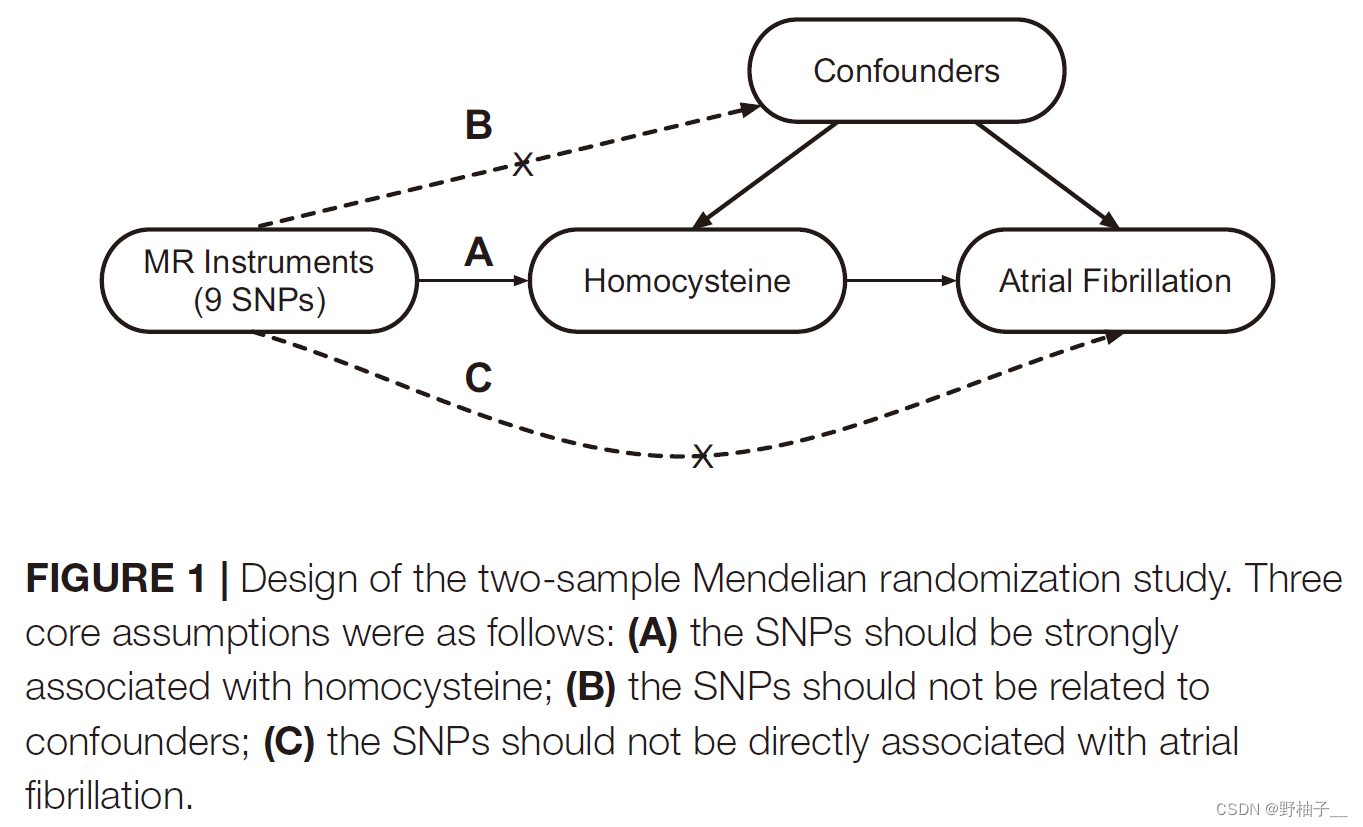 Appraising the Causal Association of
Plasma Homocysteine Levels With
Atrial Fibrillation Risk: A Two-Sample
Mendelian Randomization Study