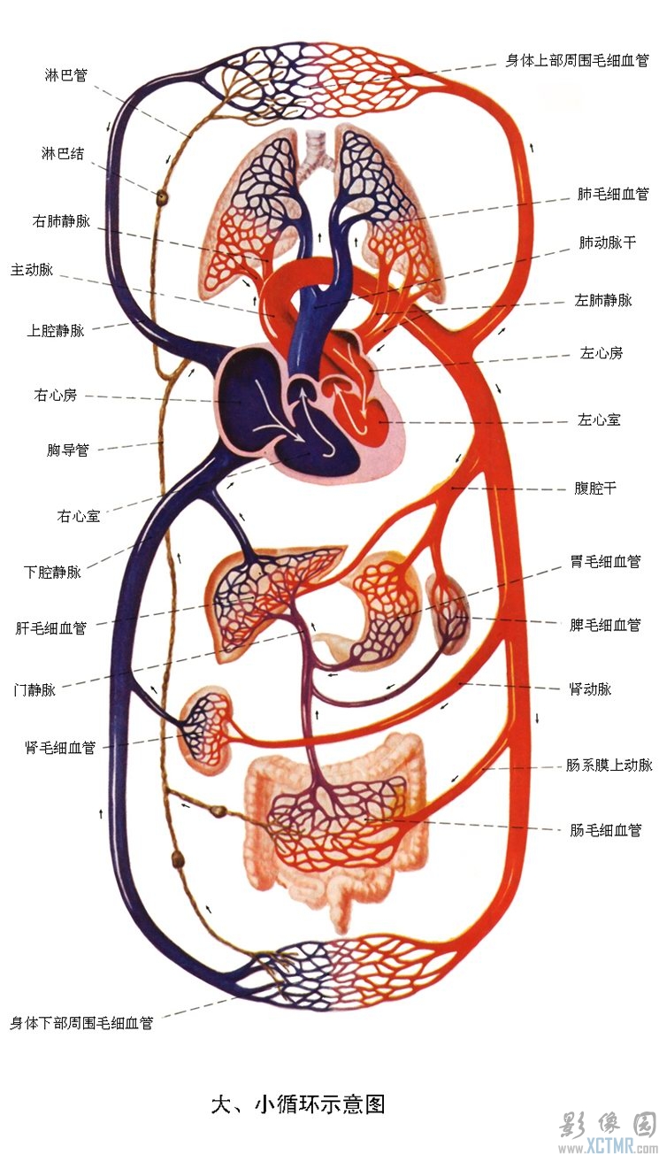 心脏血管名称图解图片