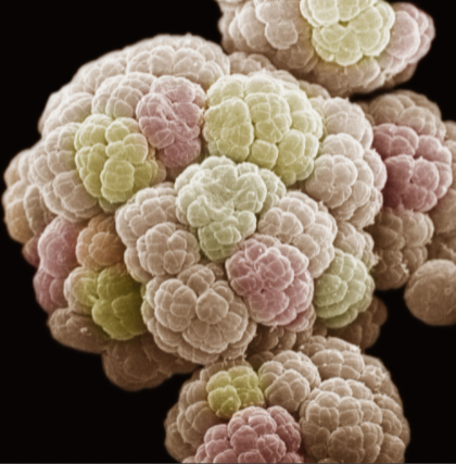 八叠球菌形态特征图片
