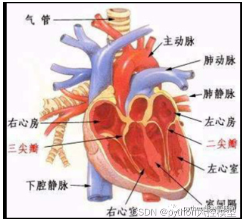 心脏病_冠心病智能预测模型（人工智能，机器学习，用于论文作业_专利_