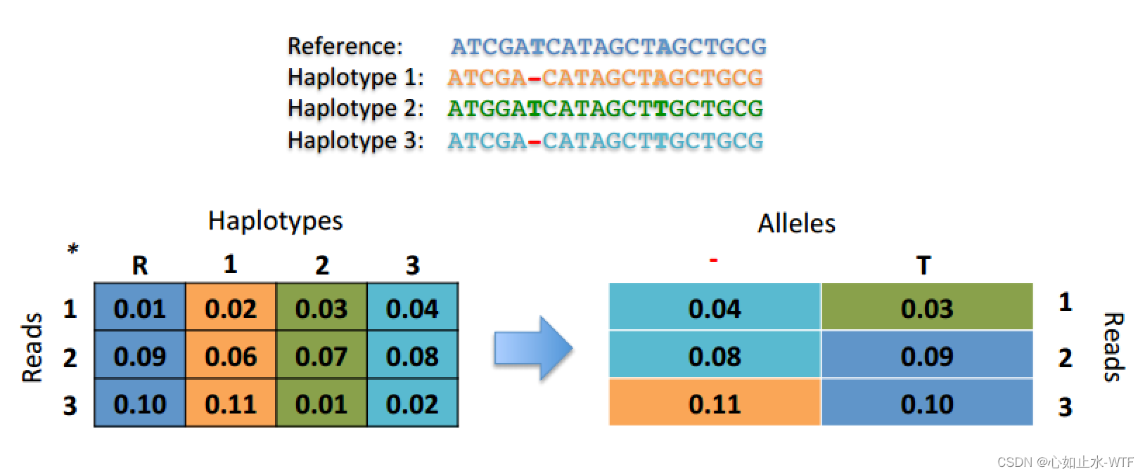 Haplotype Calling GATK-HaplotypeCaller 变异检测详解_gatk haplotypecaller参数-CSDN博客