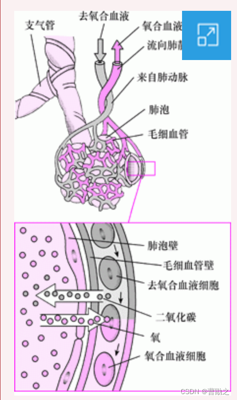 肺泡和毛细血管的气体交换图[2]