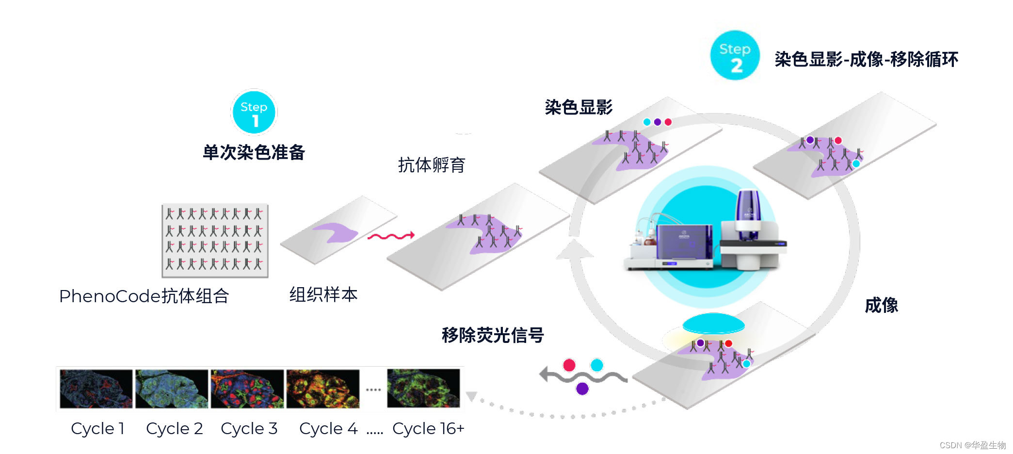 《Immunity》：Akoya空间单细胞蛋白组技术解析艾滋病免疫失调机制