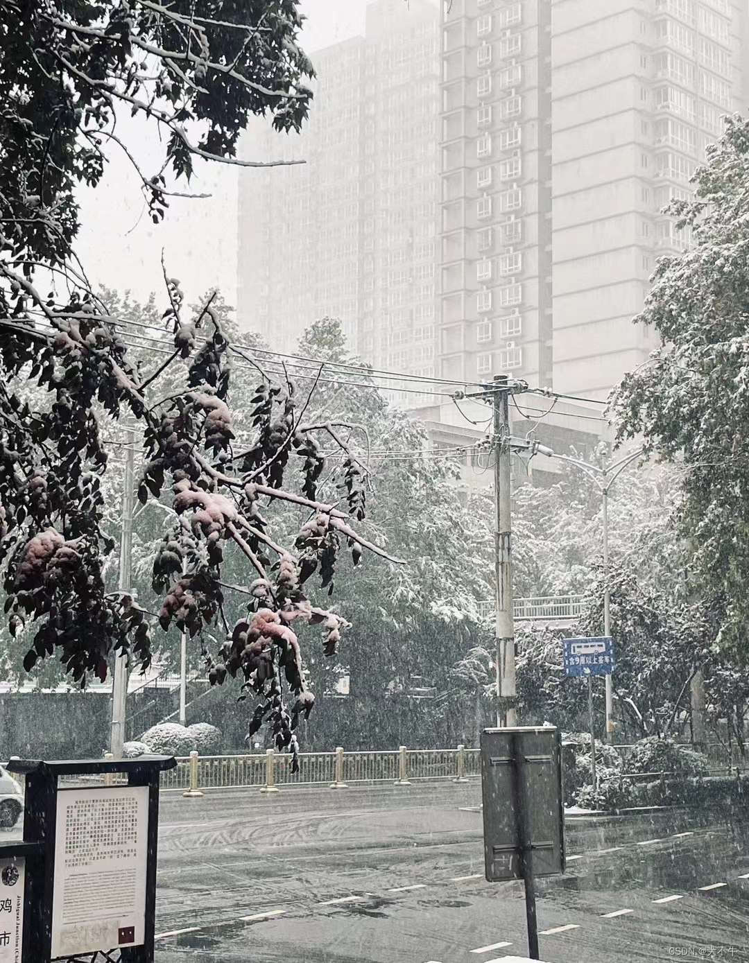 西安初雪 白雪皑皑