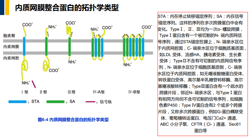 细胞生物学6蛋白质分选与膜泡运输