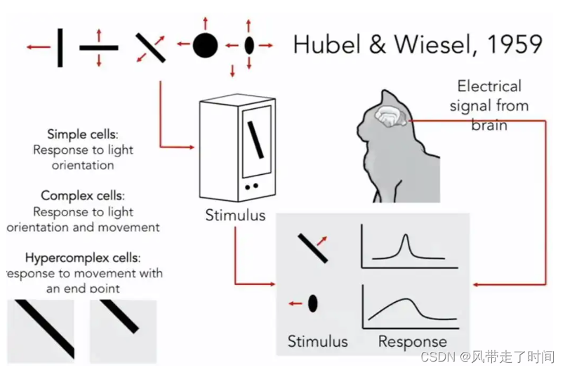 Early Exploration of the Visual Cortex, Hubel and Wiesel,  1959