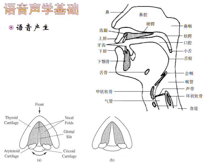 语音信号处理复习2、语音声学基础_浊音激励模型为什么加串-CSDN博客