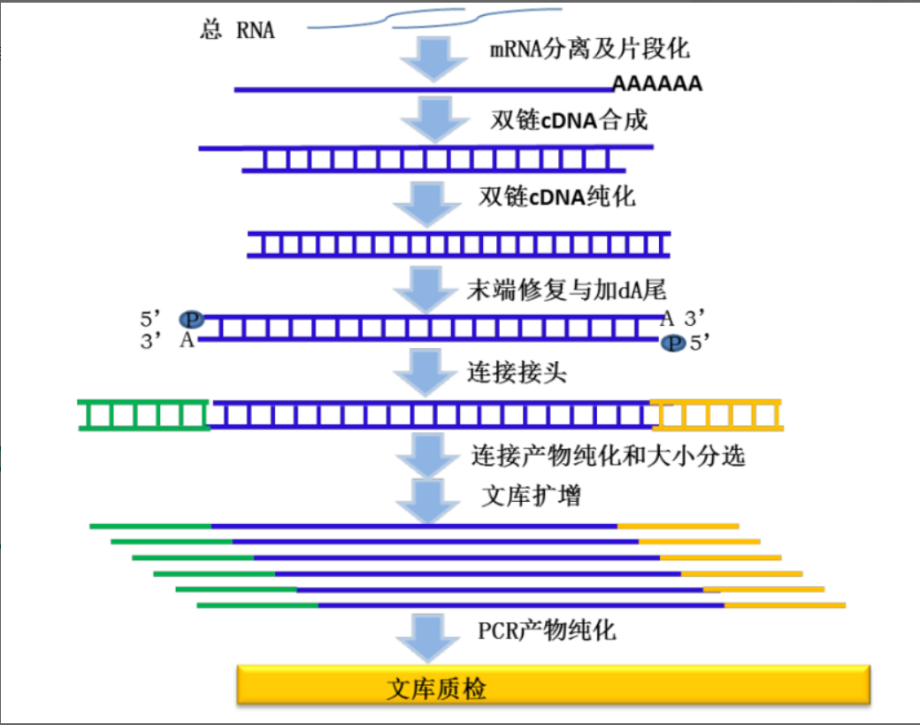 二代建库流程详解_dna建库-CSDN博客