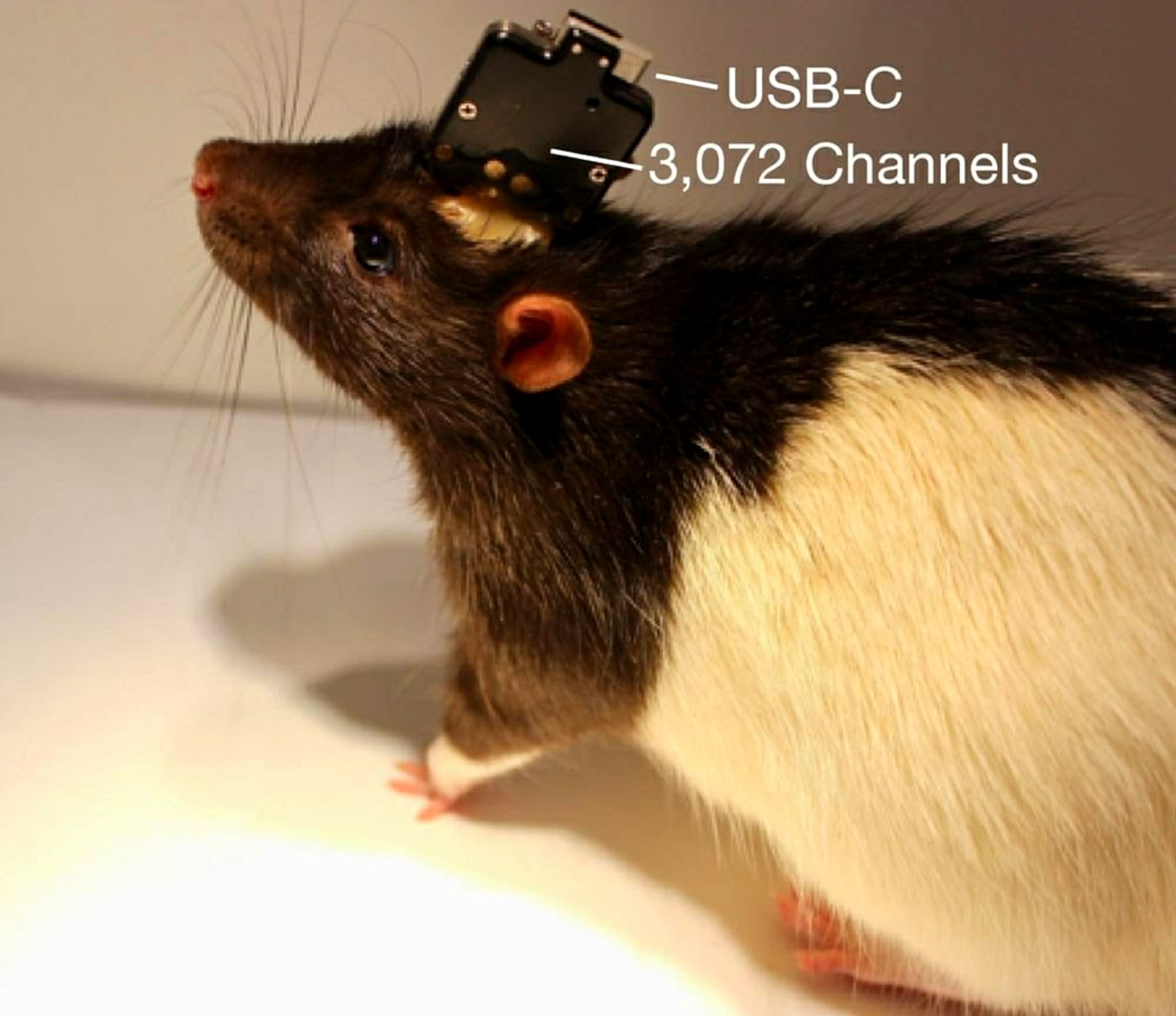 Neuralinks Prototypical Chipset Embedded on a rodent’s brain