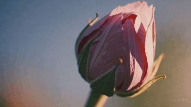 01345039c40efdab1a60185181693b2a.gif