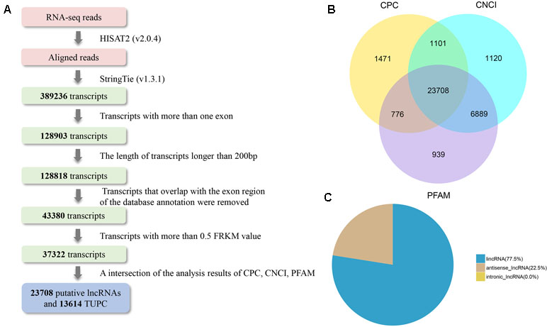 Omics精进07|转录组之mRNA|miRNA|lncRNA|circRNA测序简介_pythonic生物人的博客-CSDN博客