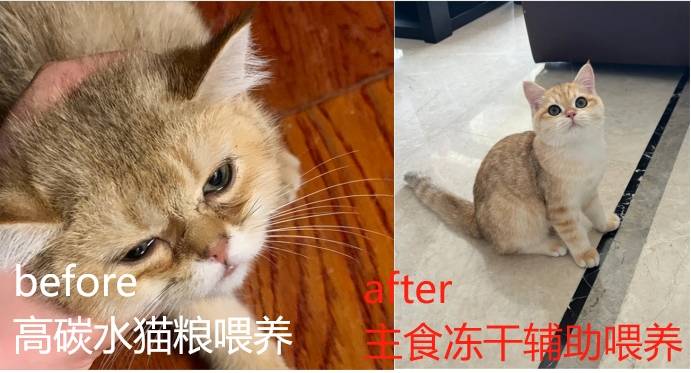 3-5个月大的猫可以吃主食冻干吗？年度爆款主食冻干推荐