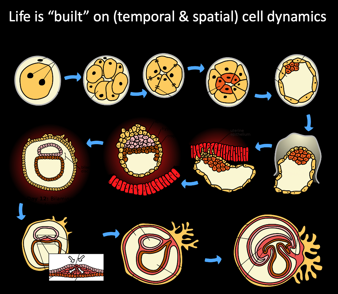 (Ref: https://en.wikipedia.org/wiki/Human_embryonic_development)