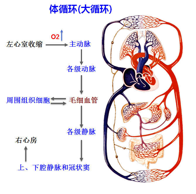 体循环和肺循环路线图图片
