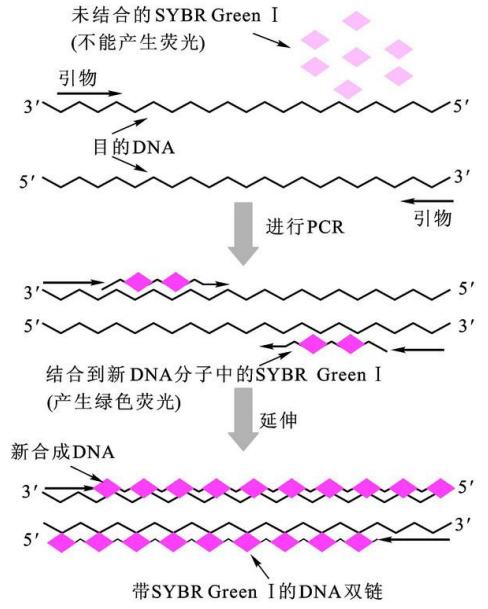 PCR和q-PCR_qpcr反应体系-CSDN博客