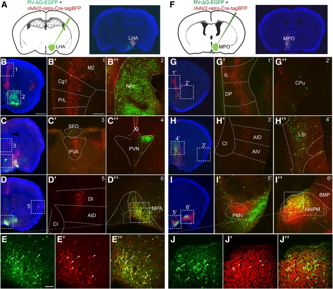 Fig. 4 将 rAAV2-retro-Cre-tagBFP 和 RV-ΔG-EGFP 共注射到 LHA 和 MPO 核中以示踪输入神经元