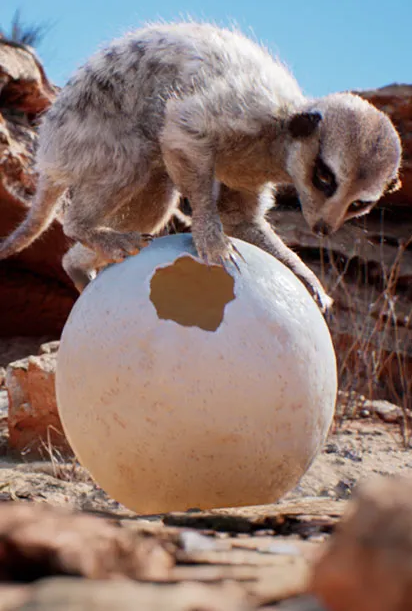 评委选择奖《Meerkat（狐獴）》