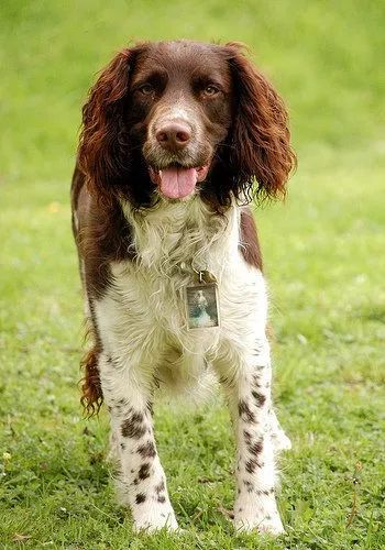 每日一犬英国跳猎犬
