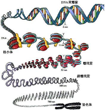 非组蛋白带什么电荷_富田兴合苑业主的大事小事34:组蛋白,核小体,dna