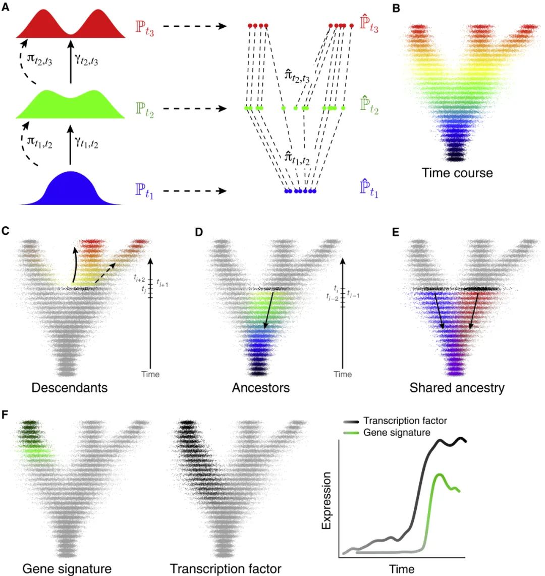 (Ref: Schiebinger et al, Cell, 2019)