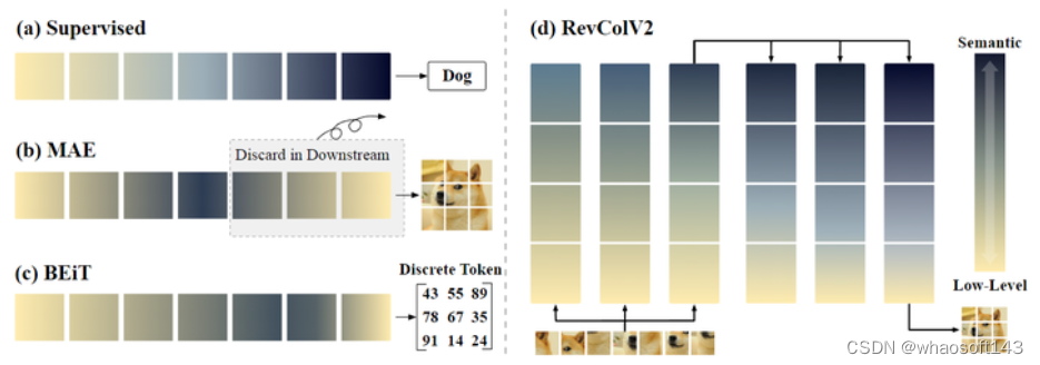 RevColV2_语义信息